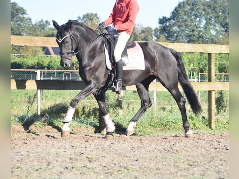 KWPN Merrie 15 Jaar 163 cm Zwart in Achtmaal