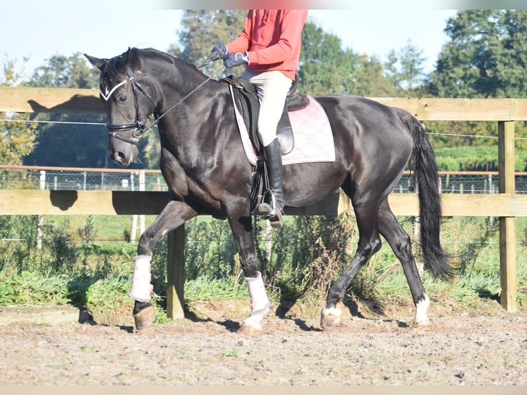 KWPN Merrie 15 Jaar 163 cm Zwart in Achtmaal