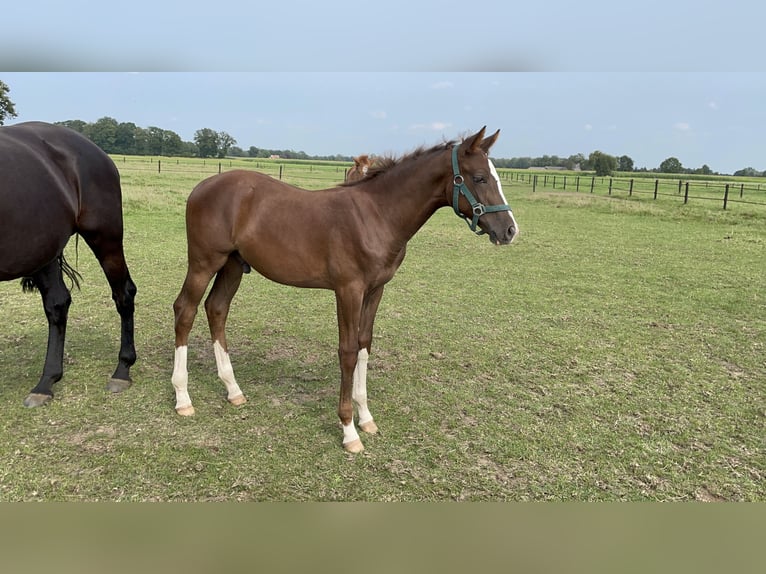 KWPN Merrie 15 Jaar 164 cm Zwart in Albergen