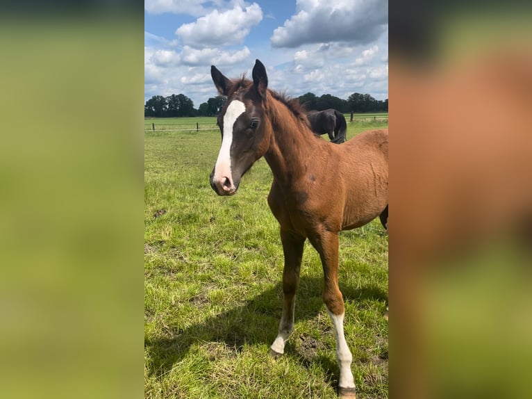 KWPN Merrie 15 Jaar 164 cm Zwart in Albergen