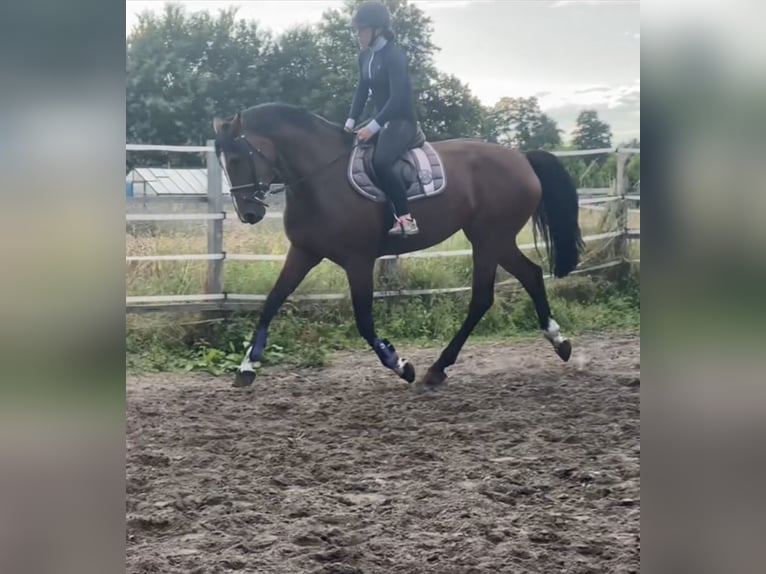 KWPN Merrie 15 Jaar 165 cm Bruin in Verl