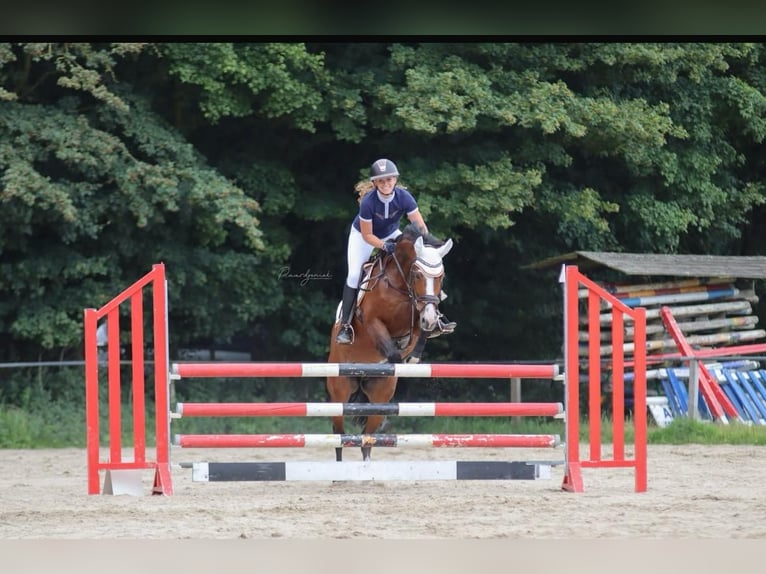 KWPN Merrie 15 Jaar 165 cm Bruin in Capelle aan den IJssel