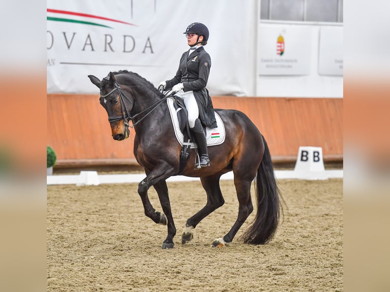 KWPN Merrie 15 Jaar 165 cm Donkerbruin in Laxenburg