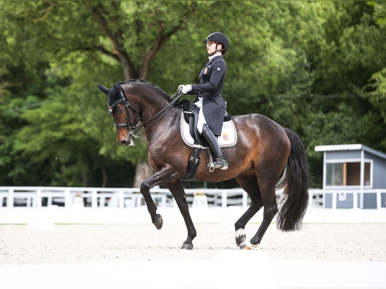 KWPN Merrie 15 Jaar 165 cm Donkerbruin in Laxenburg