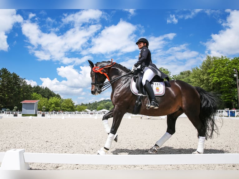 KWPN Merrie 15 Jaar 165 cm Donkerbruin in Laxenburg