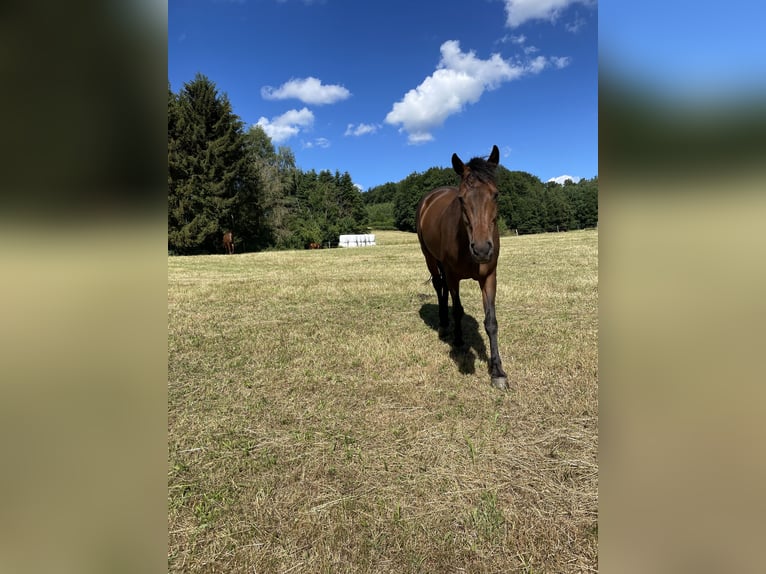 KWPN Merrie 15 Jaar 165 cm Donkerbruin in Wetter (Ruhr)