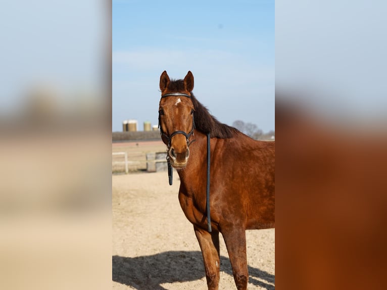KWPN Merrie 15 Jaar 165 cm Vos in Kelpen-Oler