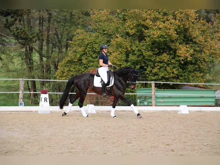 KWPN Merrie 15 Jaar 166 cm Bruin in WeimarWeimar