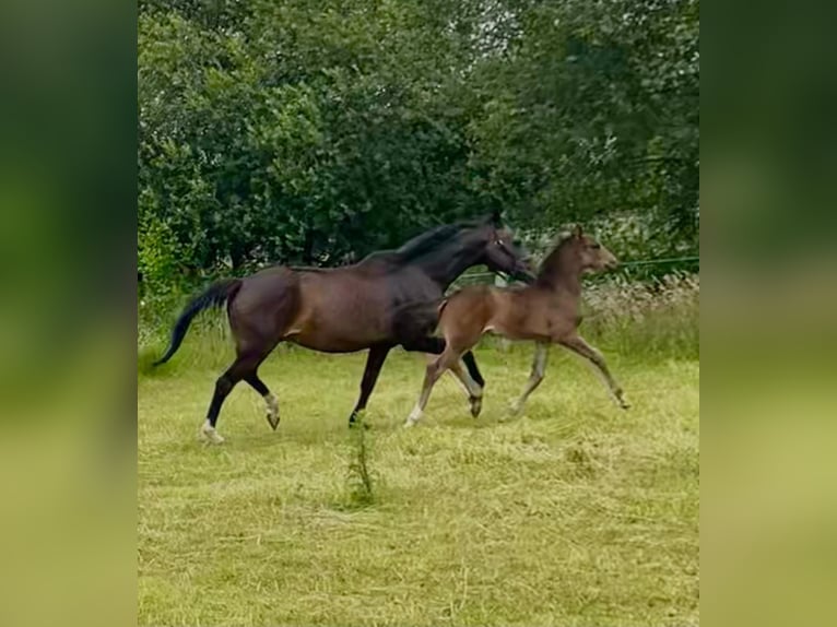 KWPN Merrie 15 Jaar 166 cm Donkerbruin in Horst