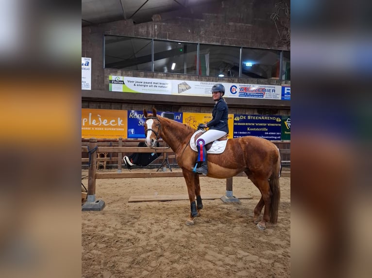 KWPN Merrie 15 Jaar 166 cm Vos in Suwâld