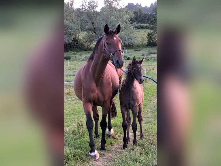 KWPN Merrie 15 Jaar 167 cm Bruin in Limerick