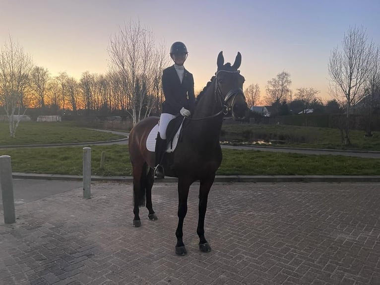 KWPN Merrie 15 Jaar 167 cm Donkerbruin in Oisterwijk