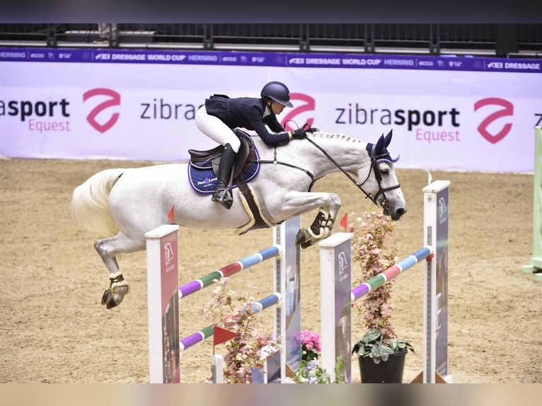 KWPN Merrie 15 Jaar 167 cm Schimmel in Veghel