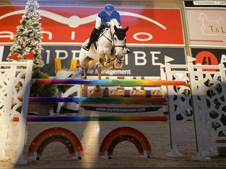 KWPN Merrie 15 Jaar 167 cm Schimmel in Veghel