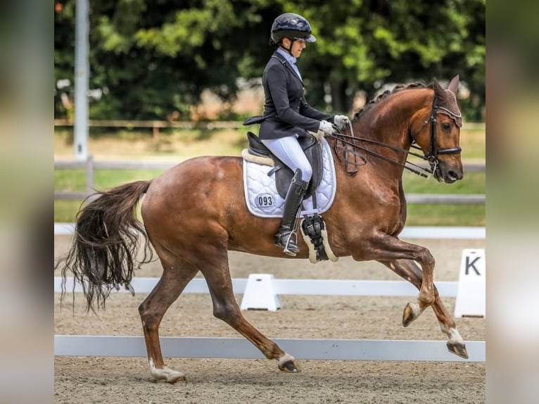 KWPN Merrie 15 Jaar 167 cm Vos in Norderstedt