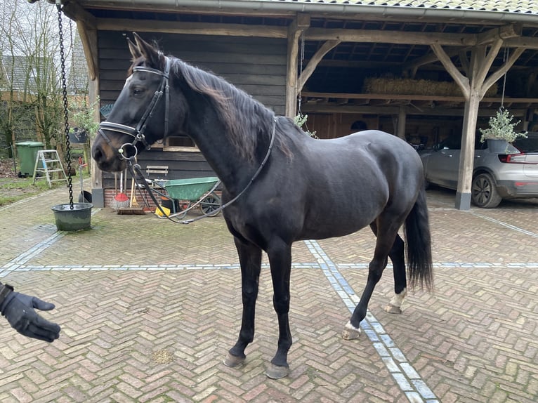 KWPN Merrie 15 Jaar 167 cm Zwartbruin in Uddel