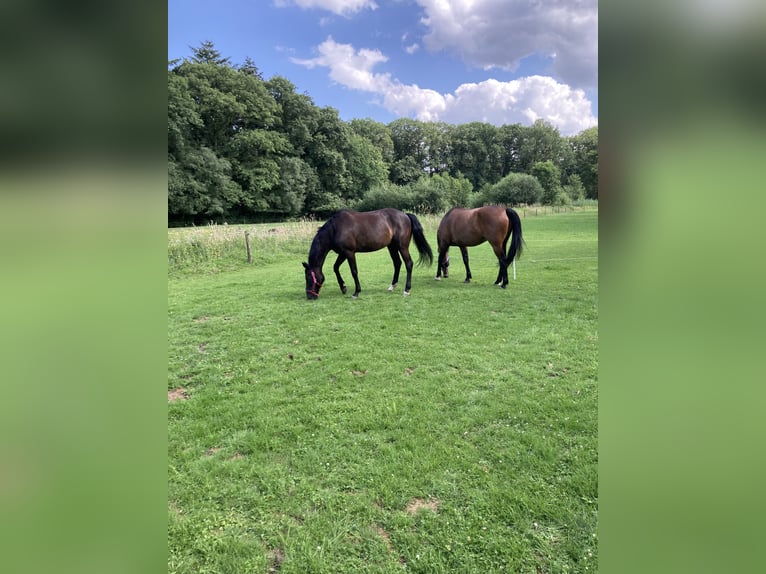 KWPN Merrie 15 Jaar 167 cm Zwartbruin in Uddel