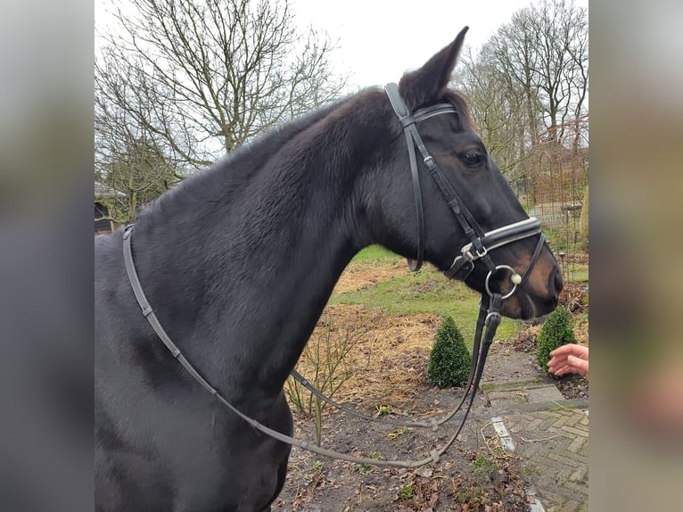 KWPN Merrie 15 Jaar 167 cm Zwartbruin in Uddel