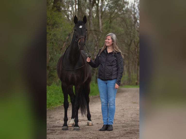 KWPN Merrie 15 Jaar 167 cm Zwartbruin in Uddel