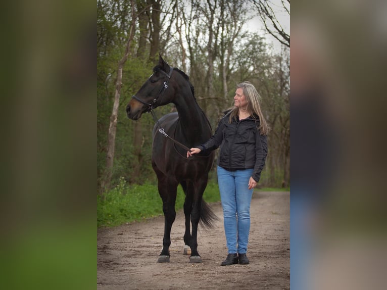 KWPN Merrie 15 Jaar 167 cm Zwartbruin in Uddel