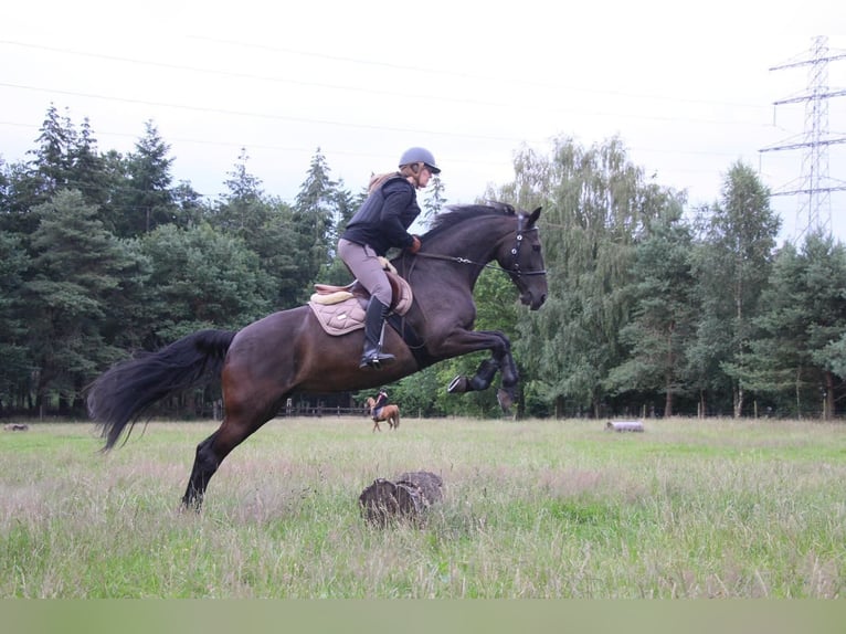 KWPN Merrie 15 Jaar 167 cm Zwartbruin in Uddel