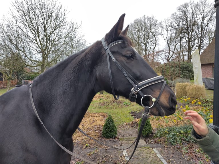 KWPN Merrie 15 Jaar 167 cm Zwartbruin in Uddel