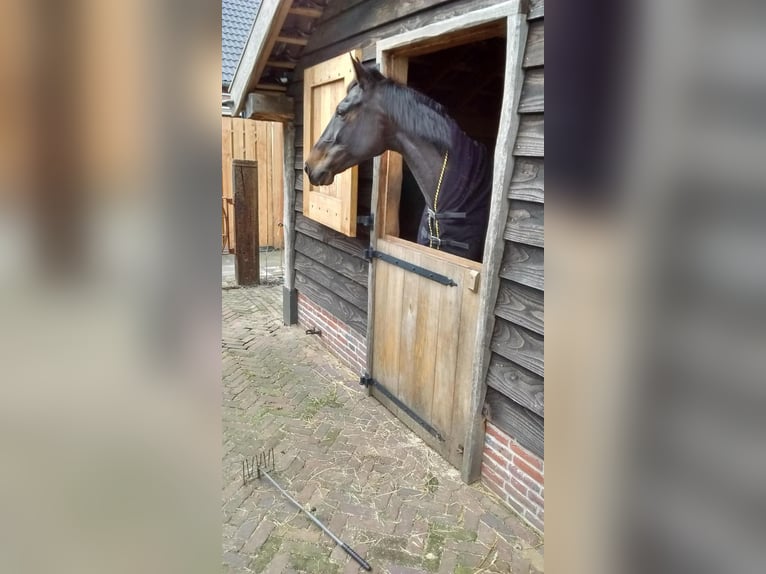 KWPN Merrie 15 Jaar 167 cm Zwartbruin in Uddel