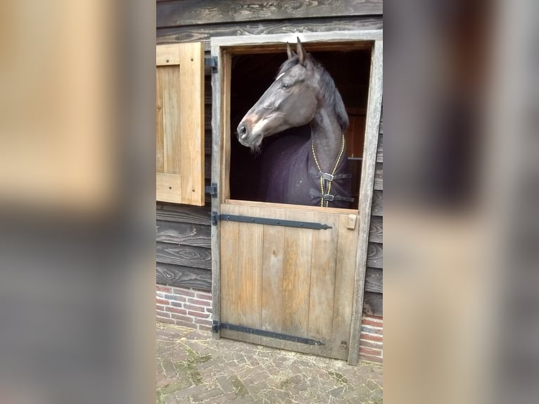 KWPN Merrie 15 Jaar 167 cm Zwartbruin in Uddel