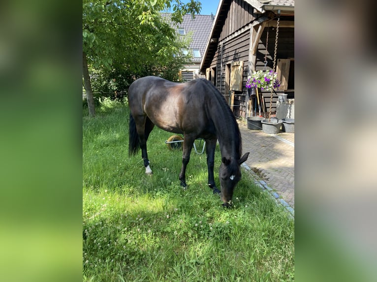 KWPN Merrie 15 Jaar 167 cm Zwartbruin in Uddel