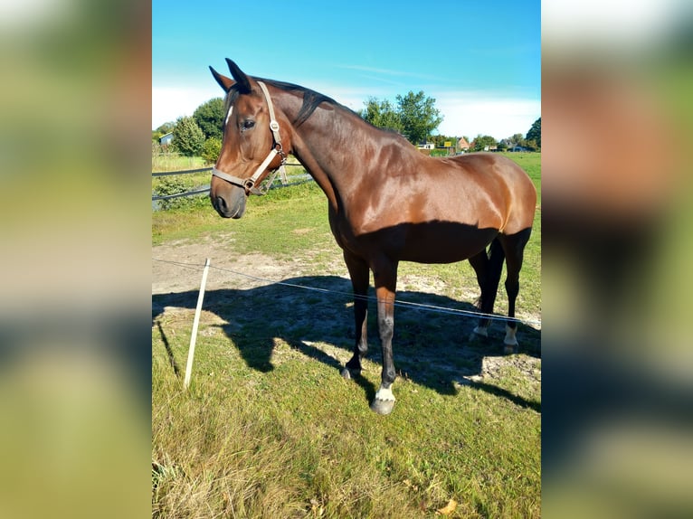 KWPN Merrie 15 Jaar 168 cm Bruin in Tornesch