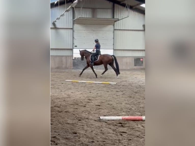 KWPN Merrie 15 Jaar 168 cm Donkerbruin in Emst