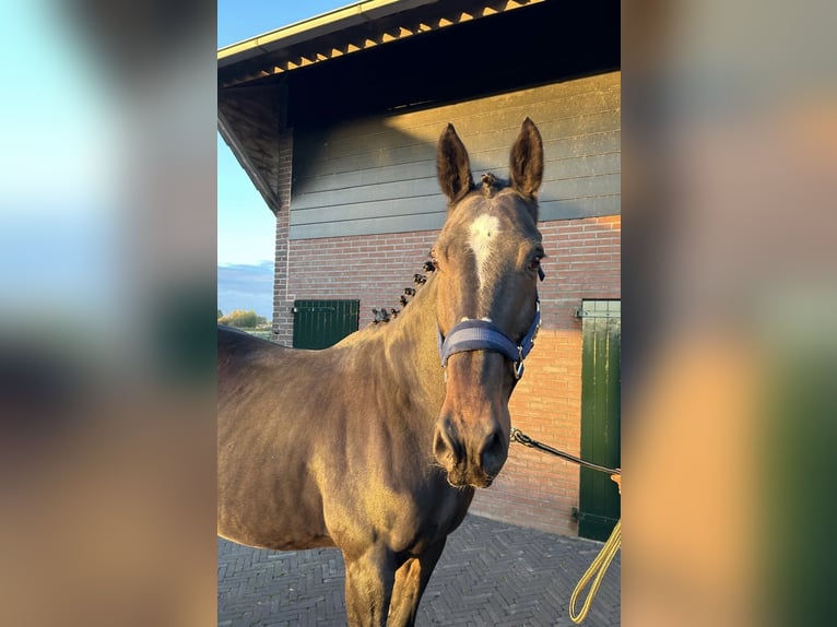 KWPN Merrie 15 Jaar 168 cm Donkerbruin in GROTE-BROGEL