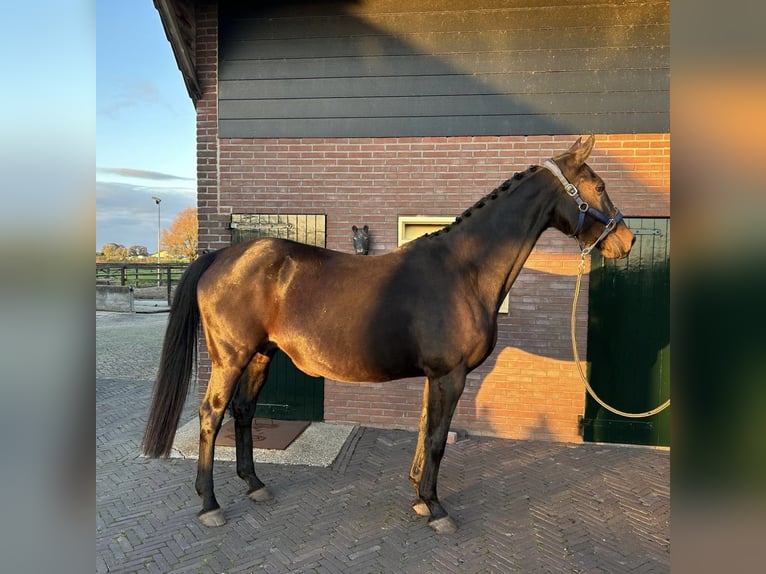 KWPN Merrie 15 Jaar 168 cm Donkerbruin in GROTE-BROGEL