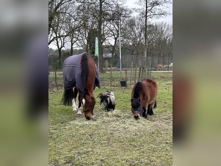 KWPN Merrie 15 Jaar 168 cm in Drunen