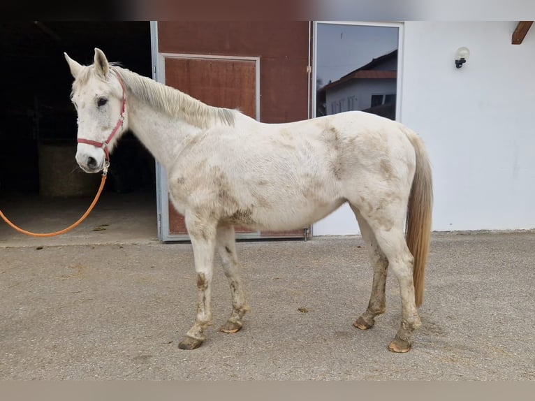 KWPN Merrie 15 Jaar 168 cm Schimmel in Lechbruck