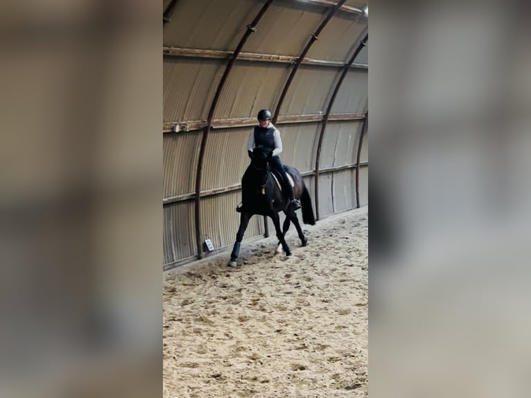 KWPN Merrie 15 Jaar 169 cm Bruin in Middelstum