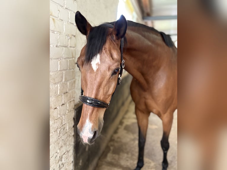 KWPN Merrie 15 Jaar 169 cm Bruin in Mainz