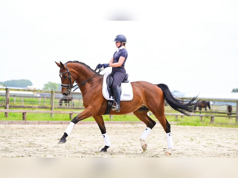 KWPN Merrie 15 Jaar 170 cm Lichtbruin in Heerhugowaard