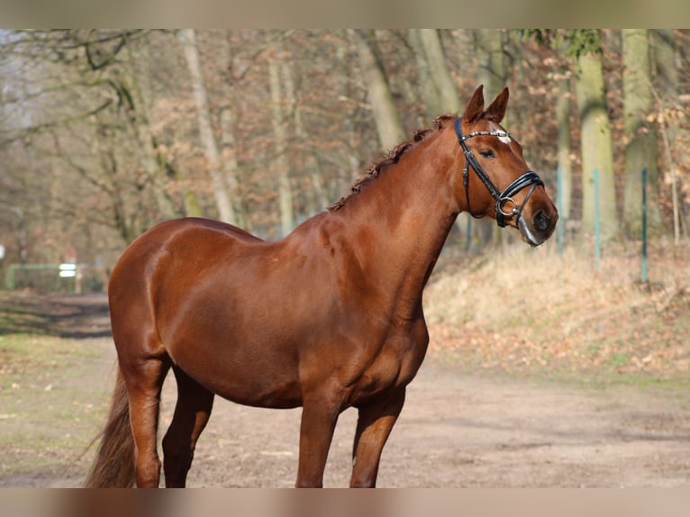 KWPN Merrie 15 Jaar 170 cm Vos in Darmstadt