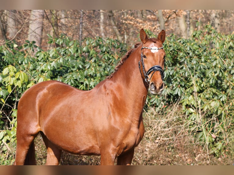 KWPN Merrie 15 Jaar 170 cm Vos in Darmstadt