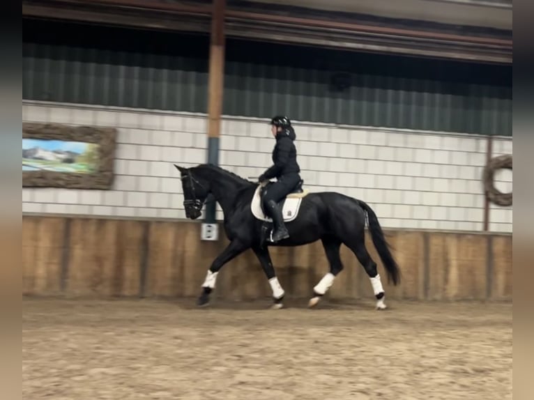 KWPN Merrie 15 Jaar 170 cm Zwart in Oud Gastel