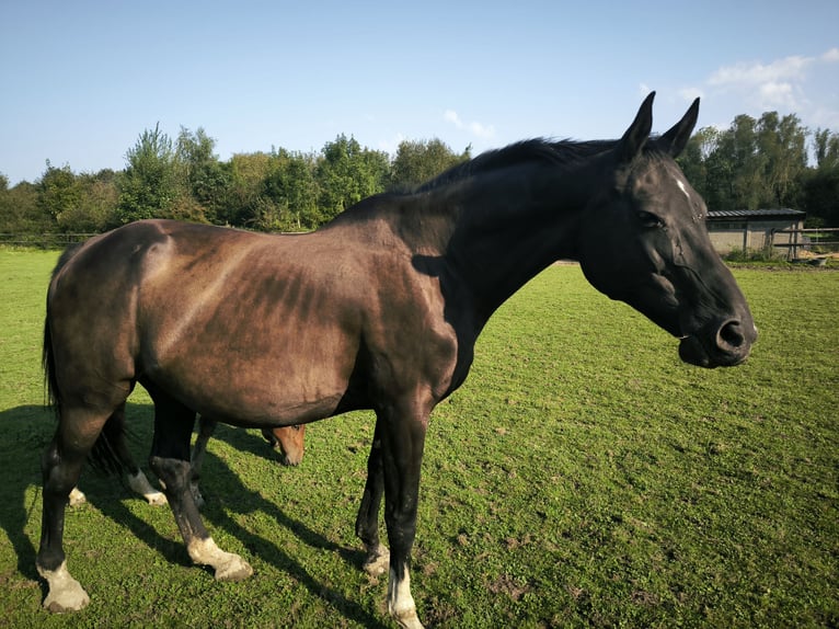 KWPN Merrie 15 Jaar 174 cm Zwart in Lontzen