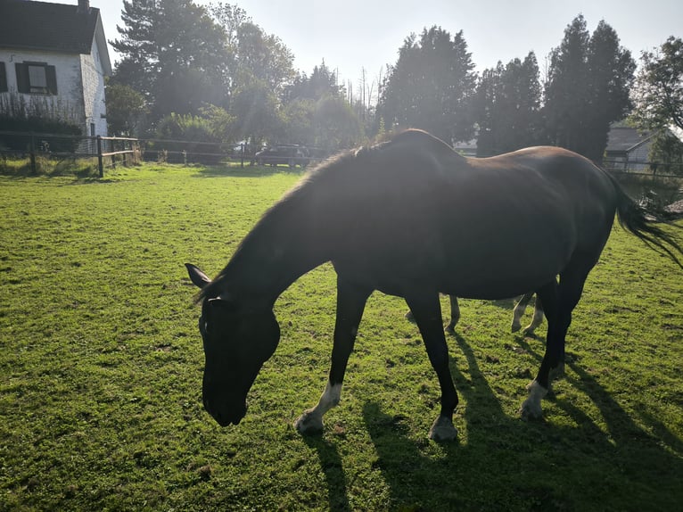 KWPN Merrie 15 Jaar 174 cm Zwart in Lontzen