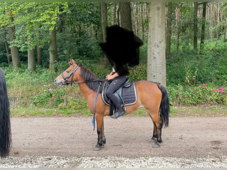 KWPN Merrie 16 Jaar 127 cm Bruin in Ossendrecht