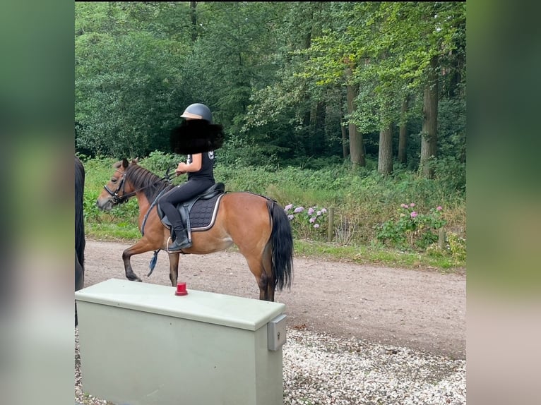 KWPN Merrie 16 Jaar 127 cm Bruin in Ossendrecht