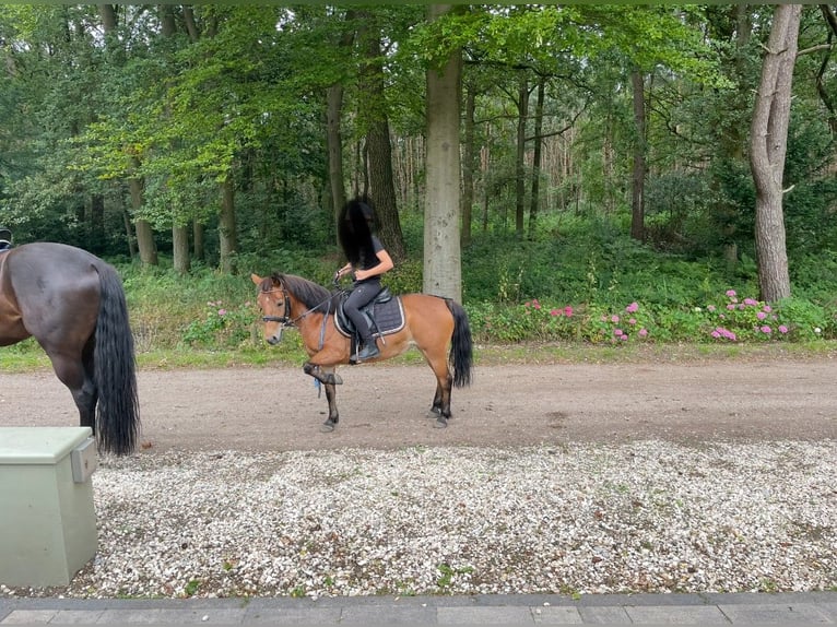 KWPN Merrie 16 Jaar 127 cm Bruin in Ossendrecht