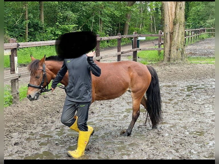 KWPN Merrie 16 Jaar 127 cm Bruin in Ossendrecht