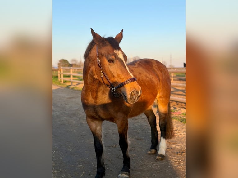 KWPN Merrie 16 Jaar 160 cm Bruin in Grevenbroich