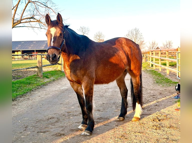 KWPN Merrie 16 Jaar 160 cm Bruin in Grevenbroich