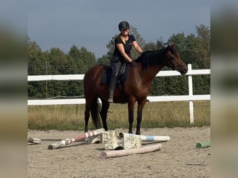 KWPN Merrie 16 Jaar 160 cm Roodbruin in Mellerud